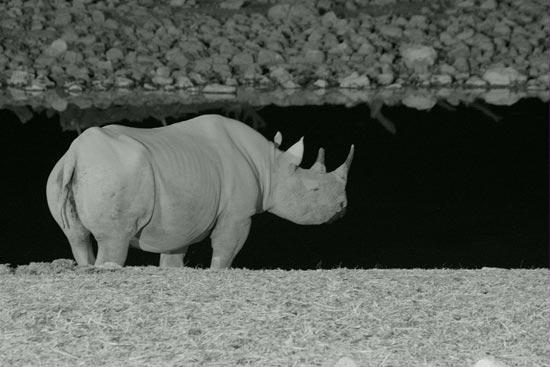 Black Rhino, Etosha, Namibia
